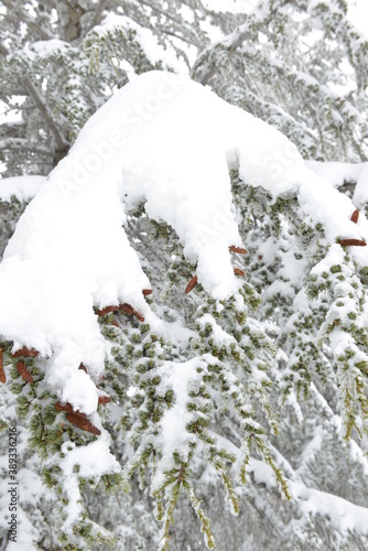 Ice and snow covered branches and trees on a foggy winter morning. Close up on a frozen branch. © G.E.G Digital Media