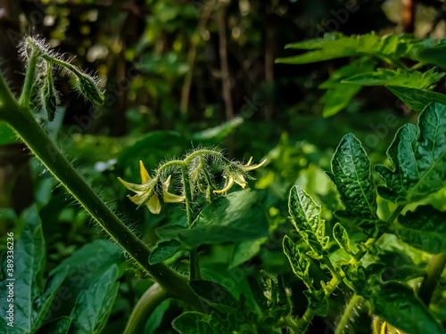 Tomato plants belong to the plant group known as flowering plants or angiosperms. The tomato plant reproduces sexually, meaning that it requires both female and male organs to produce seeds.