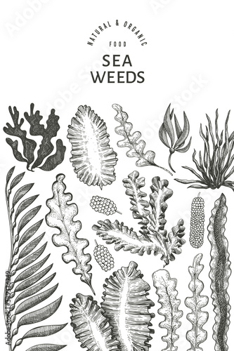 Seaweed design template. Hand drawn vector seaweeds illustration. Engraved style sea food banner. Retro sea plants background