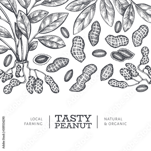 Hand drawn peanut branch and kernels design template. Organic food vector illustration on white background. Retro nut background. Engraved style botanical picture.