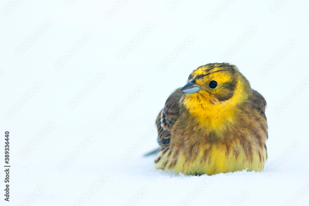 Obraz premium Yellowhammer, Emberiza citrinella