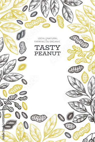 Hand drawn peanut branch and kernels design template. Organic food vector illustration on white background. Retro nut background. Engraved style botanical picture.