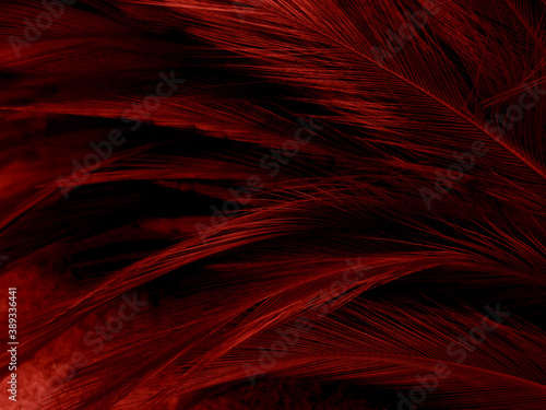 Beautiful abstract red feathers on dark background and soft white feather texture on red pattern and red background, pink feather wallpaper, love theme, wedding valentines day