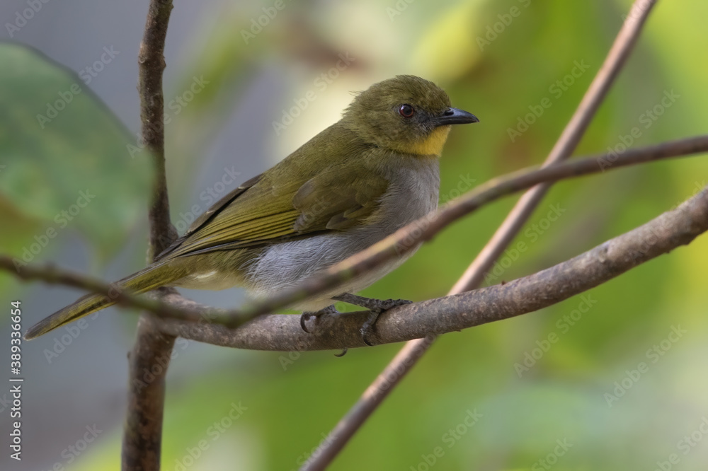 Falkenstein's Greenbul, Chlorocichla falkensteini Falkenstein's Greenbul, Chlorocichla falkensteini