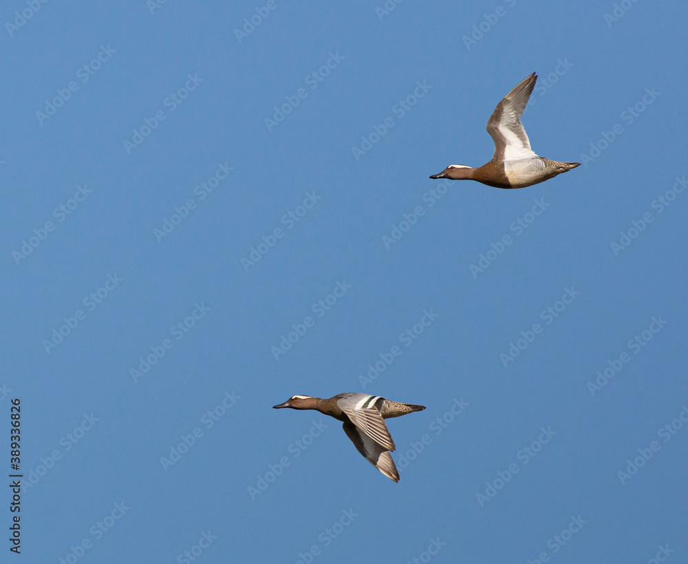 Obraz premium Garganey, Anas querquedula