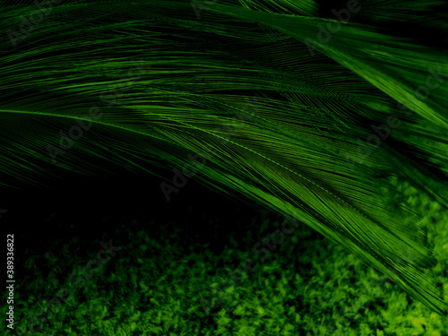 Beautiful abstract green feathers on dark background and black feather texture on dark pattern and green background  feather wallpaper  love theme  valentines day