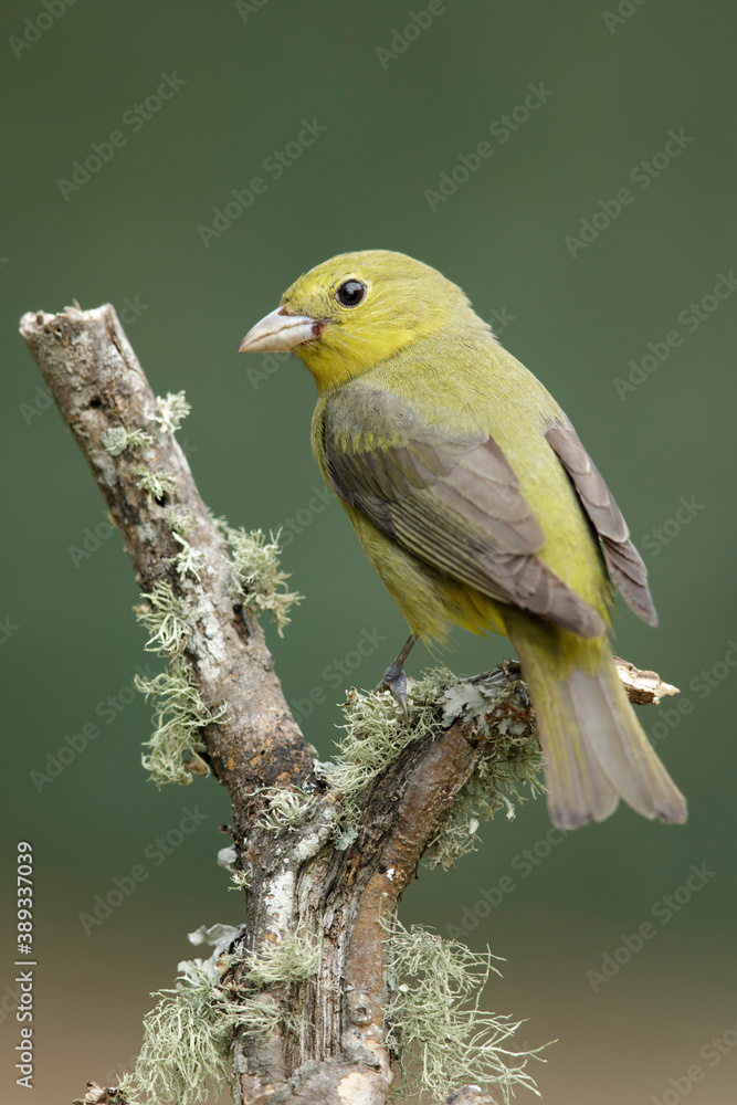 Scarlet Tanager, Piranga olivacea Scarlet Tanager, Piranga olivacea