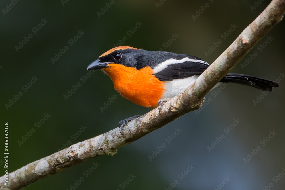 Braun's Bushshrike, Laniarius brauni Braun's Bushshrike, Laniarius brauni