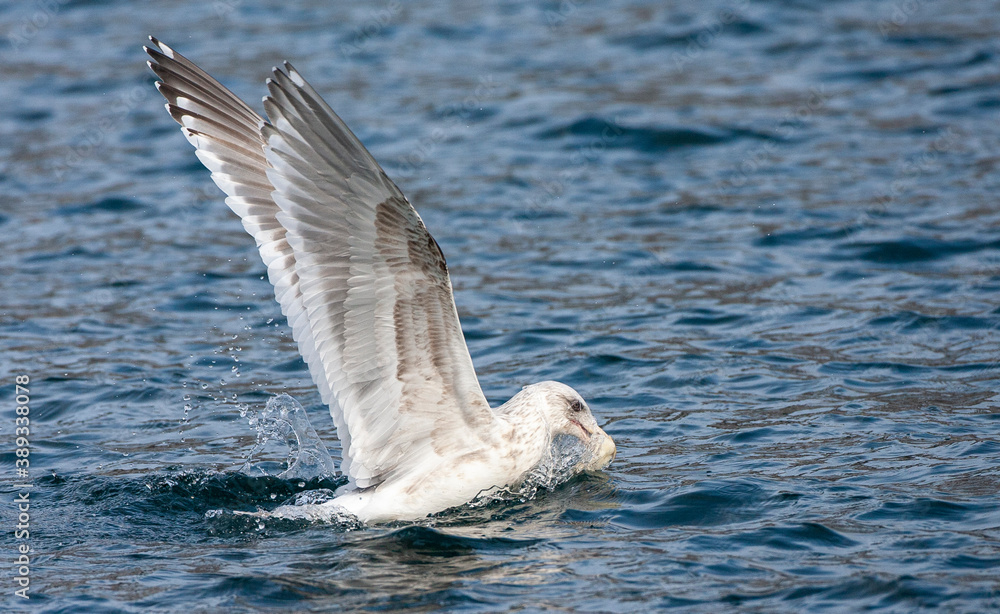 Fototapeta premium Slaty-backed Gull, Larus schistisagus