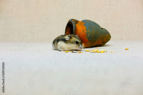 small dwarf hamster, very cute fluffy cub eating, near the house, on a beige background, photo taken in a photo Studio