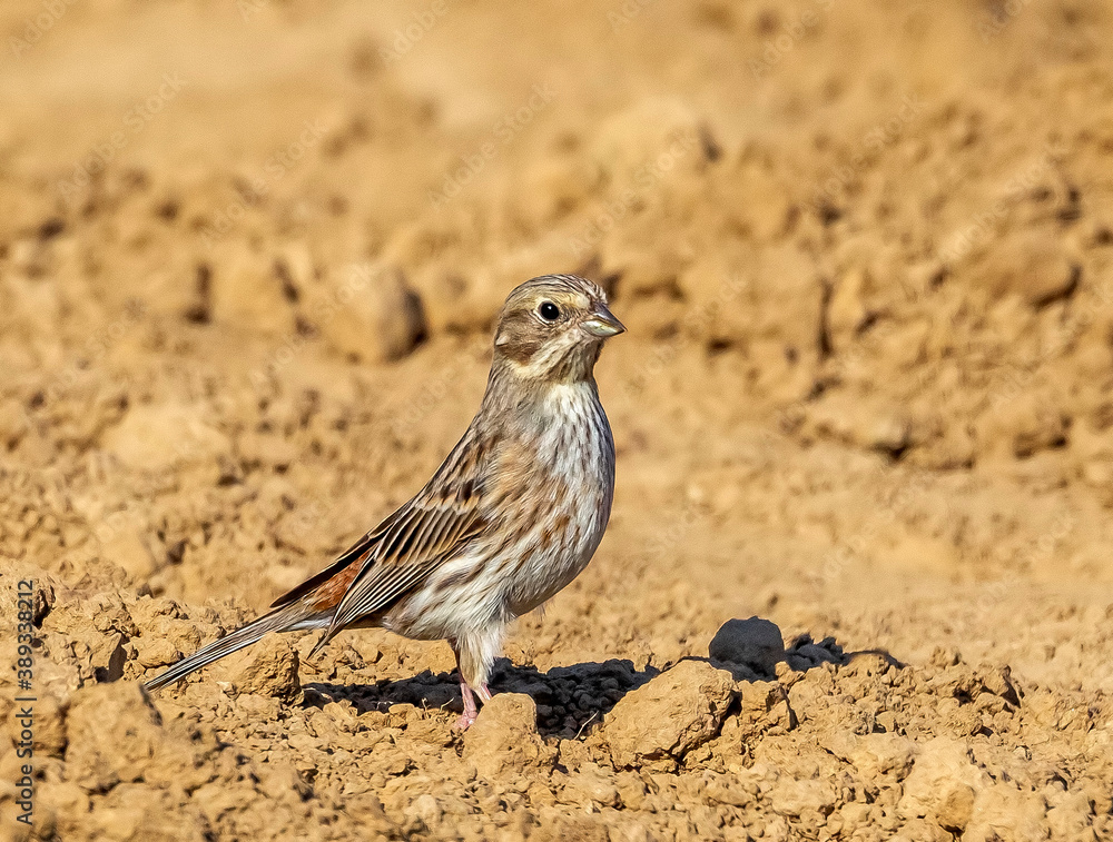 Pine Bunting, Emberiza leucocephalos Pine Bunting, Emberiza leucocephalos