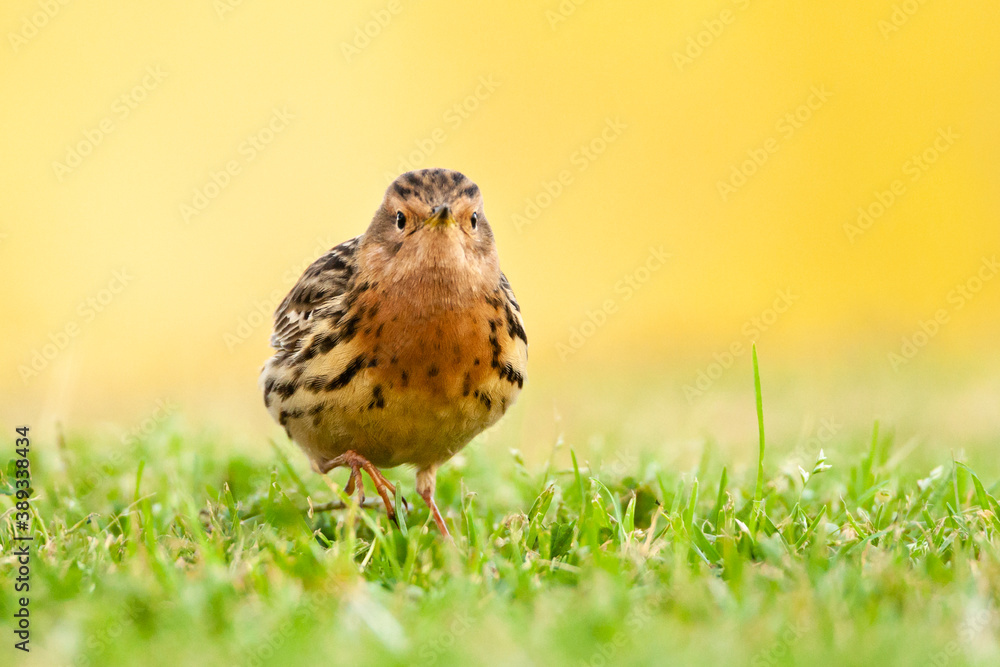 Fototapeta premium Roodkeelpieper, Red-throated Pipit, Anthus cervinus