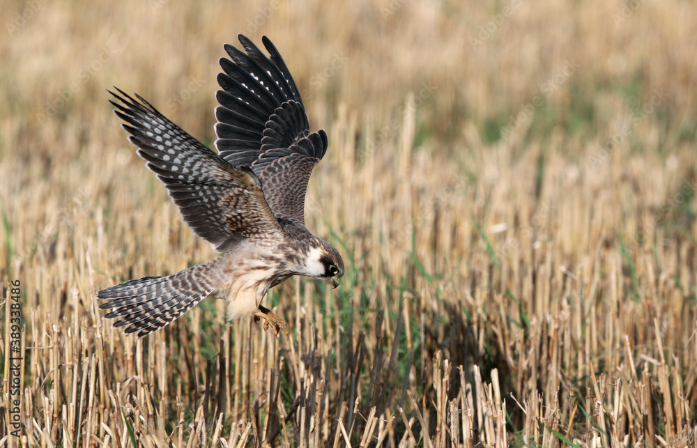 Fototapeta premium Red-footed Falcon, Falco vespertinus