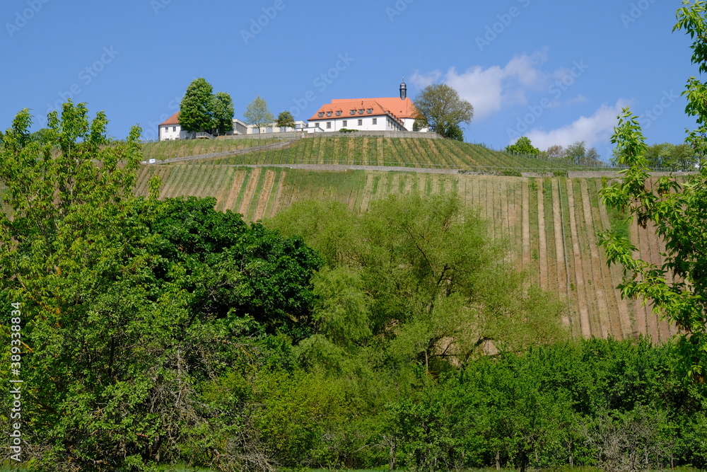 Fototapeta premium Blick zur Vogelsburg und den Weinbergen an der Volkacher Mainschleife von der Nordheimer Au und dem Main, Unterfanken, Bayern, Deutschland