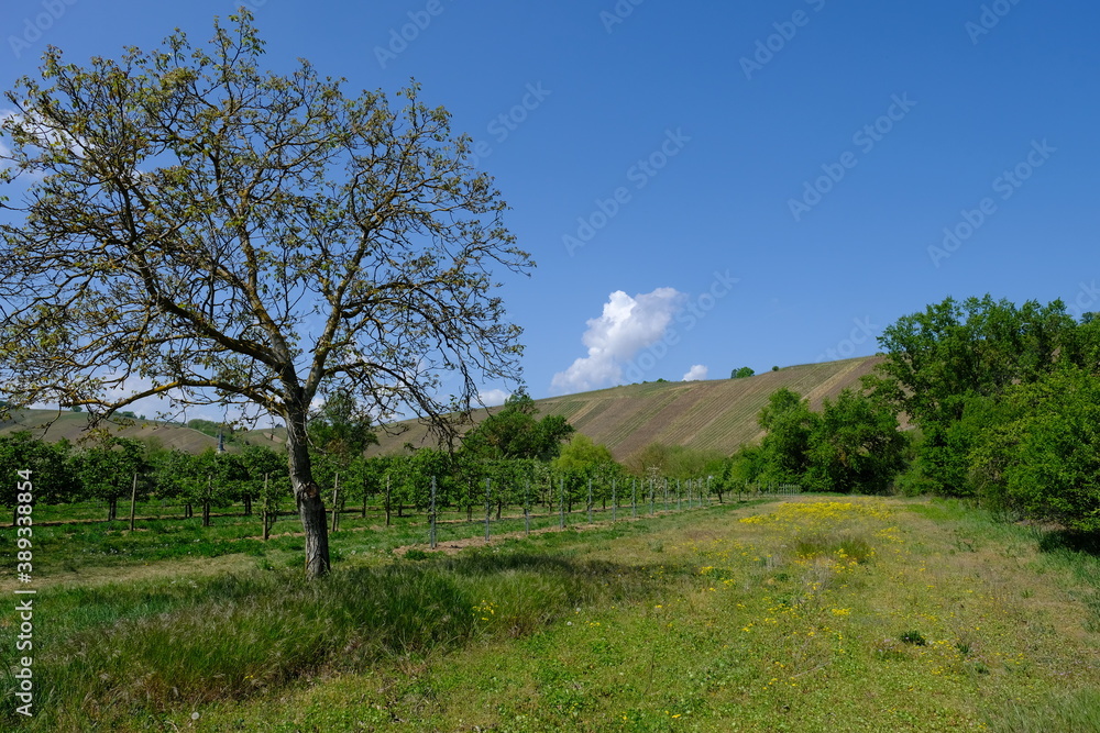 Blick zur Vogelsburg und den Weinbergen an der Volkacher Mainschleife von der Nordheimer Au und dem Main, Unterfanken, Bayern, Deutschland