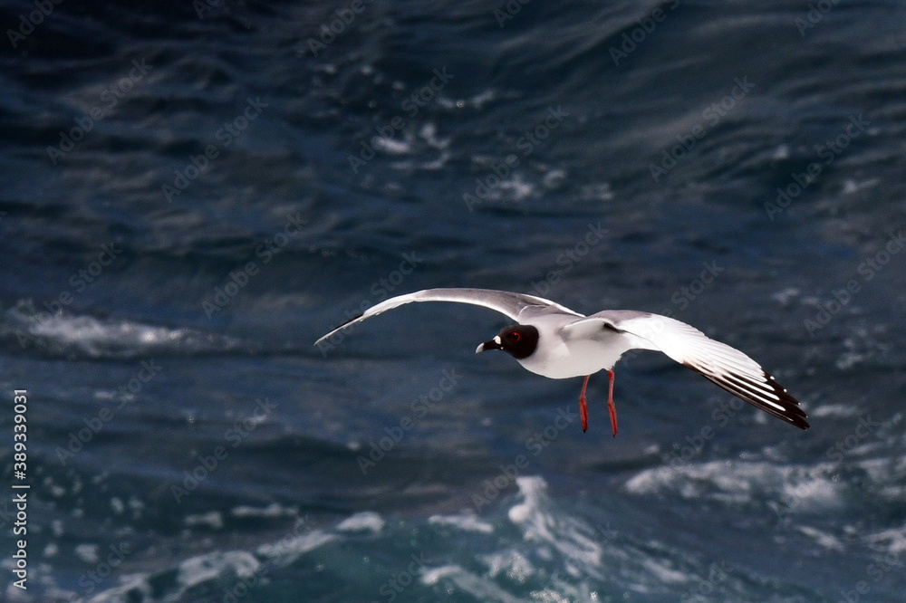 Swallow-tailed Gull, Creagrus furcatus Swallow-tailed Gull, Creagrus furcatus