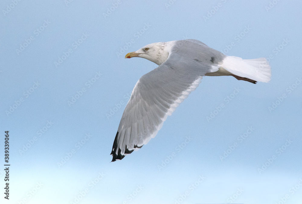 Fototapeta premium American Herring Gull, Larus smithsonianus