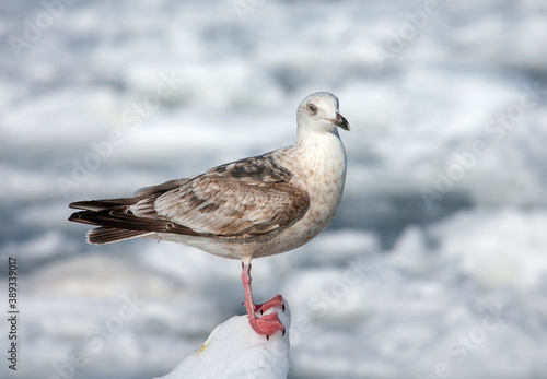 Slaty-backed Gull, Larus schistisagus photo