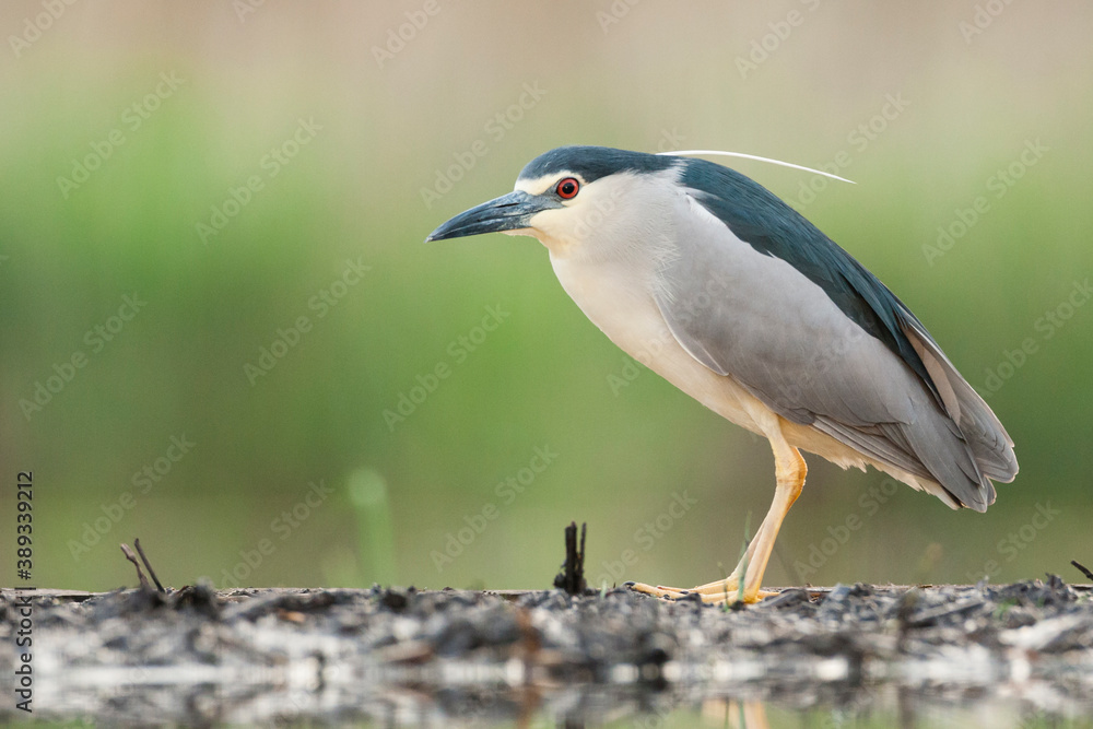 Black-crowned Night Heron, Nycticorax nycticorax