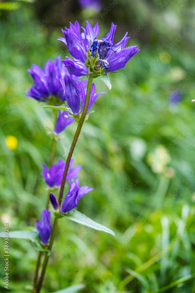 Violet flower, Big Fatra mountains, Slovakia