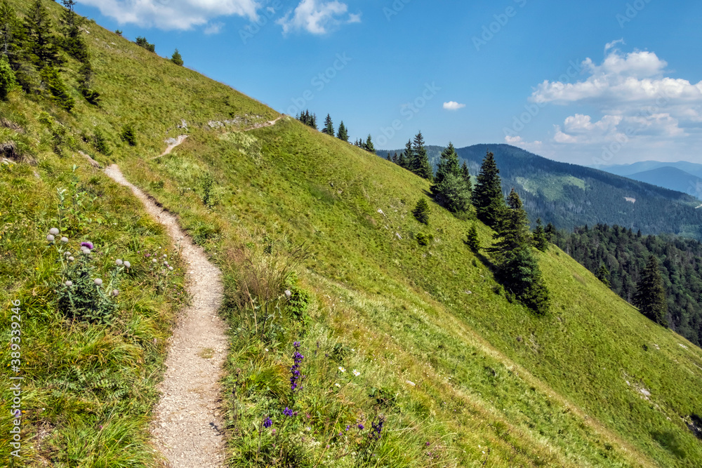 Meadow scene, Big Fatra mountains, Slovakia Meadow scene, Big Fatra mountains, Slovakia