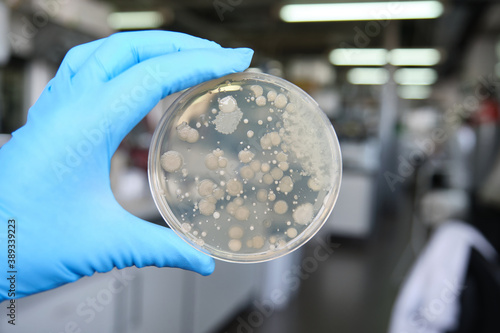 Schilderij op canvas Scientist hands holding a petri dish with bacterial colonies
