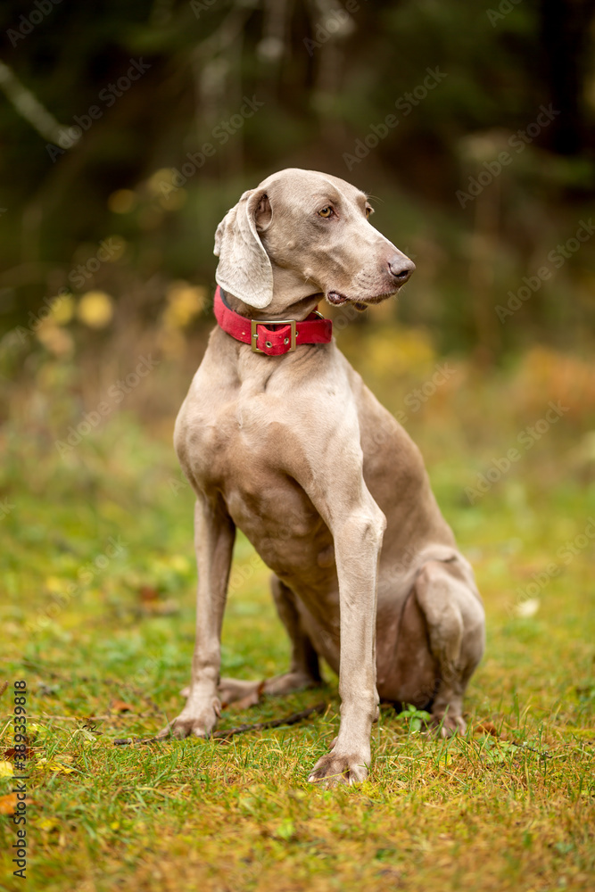 Weimaraner vizsla hunting dog sitting in the forest