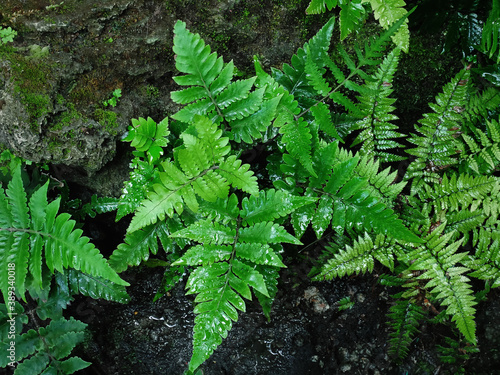 High Angle View of Green Fern Plant with Rain Drops Against Rock