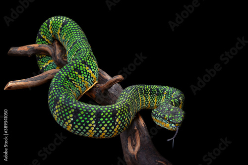 Photography green snake viper