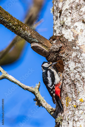 Great spotted woodpecker at the nest