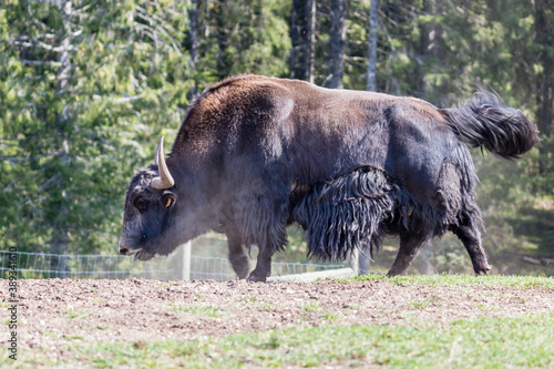Close up of a wild European Buffalo Bison in Jura photo