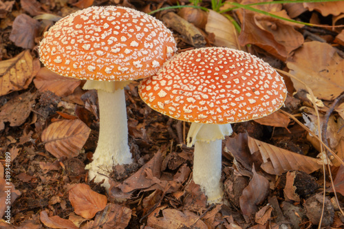 Two fly agarics right next to each other,up close. 