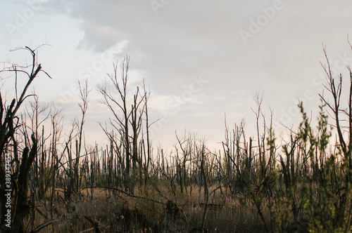 Krajobraz kolorowy zachód słońca na obumarłym wyniszczonym przez kormorany lasem