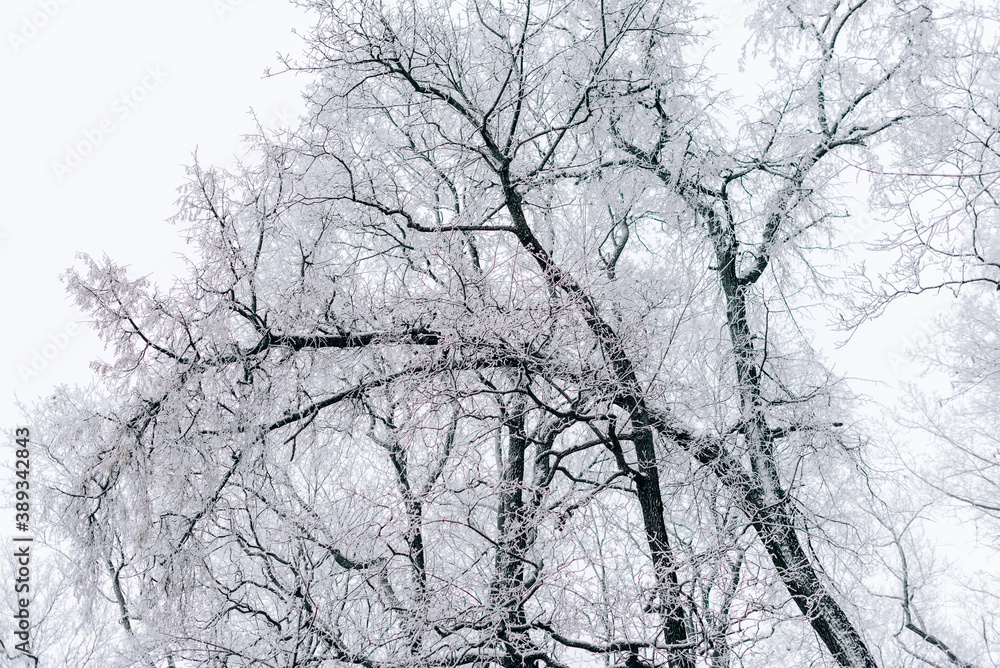 Winter landscape with beautiful trees covered with snow and frost in cloudy weather Winter landscape with beautiful trees covered with snow and frost in cloudy weather