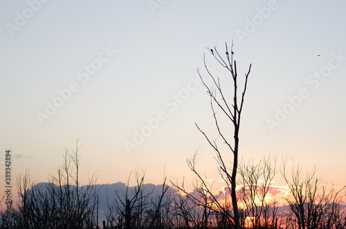 Krajobraz kolorowy zachód słońca na obumarłym wyniszczonym przez kormorany lasem