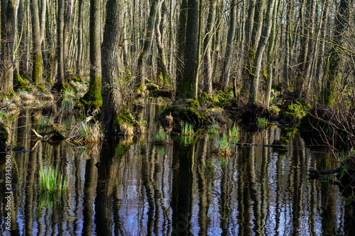 Mystischer Darßer Urwald im Frühling, Nationalpark Vorpommersche Boddenlandschaft, Mecklenburg Vorpommern, Deutschland