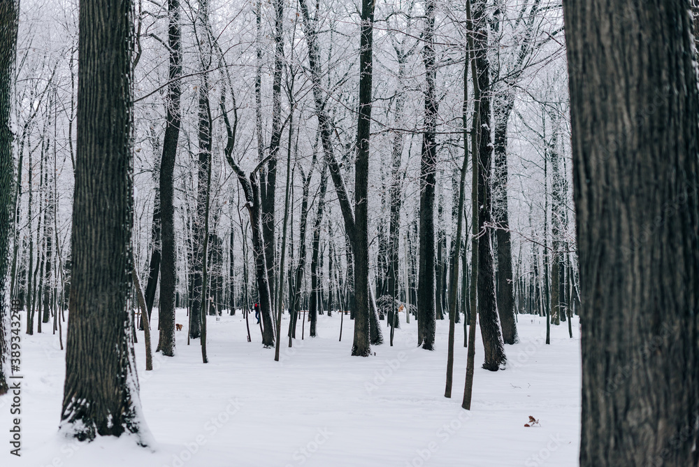 Fototapeta premium Winter landscape with beautiful trees covered with snow and frost in cloudy weather