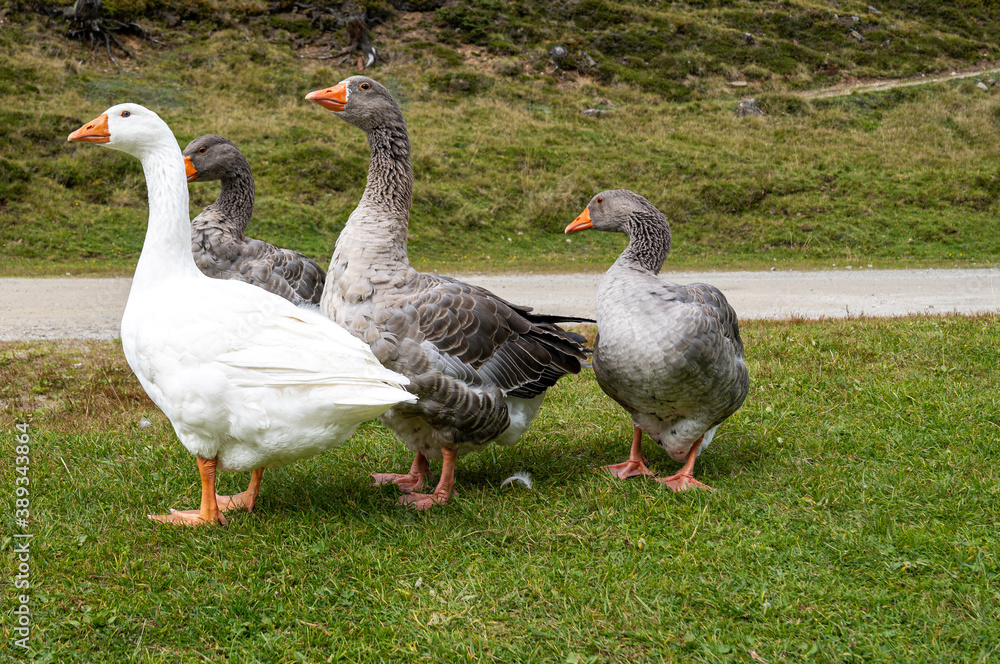 Weiße und Graue Gänse auf der Wiese Weiße und Graue Gänse auf der Wiese