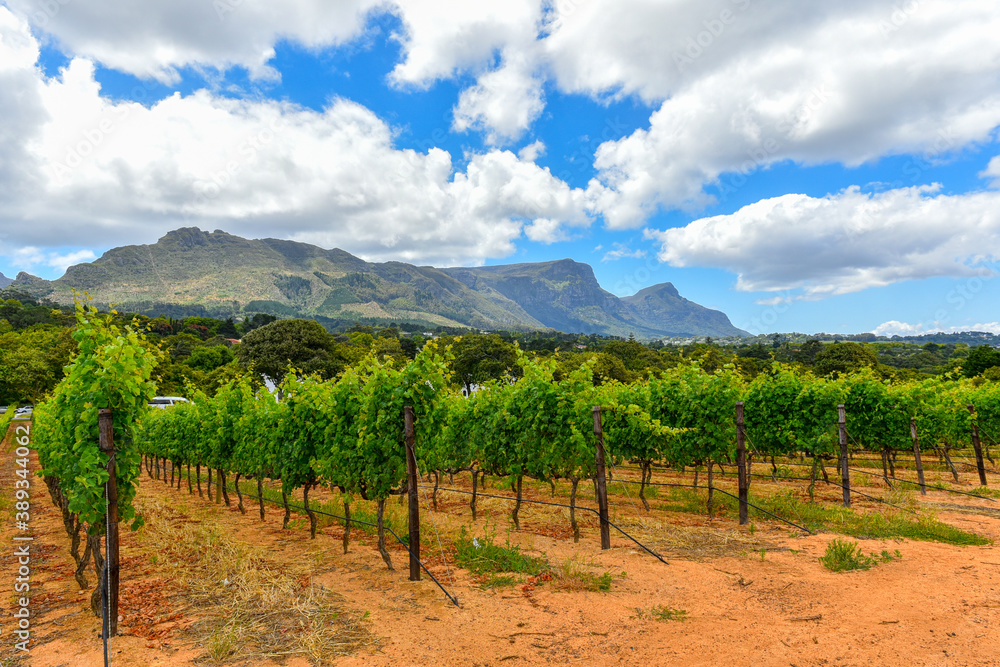 Winelands & Grapes Farms in Western Cape, South Africa are among mostly visited sites in the region