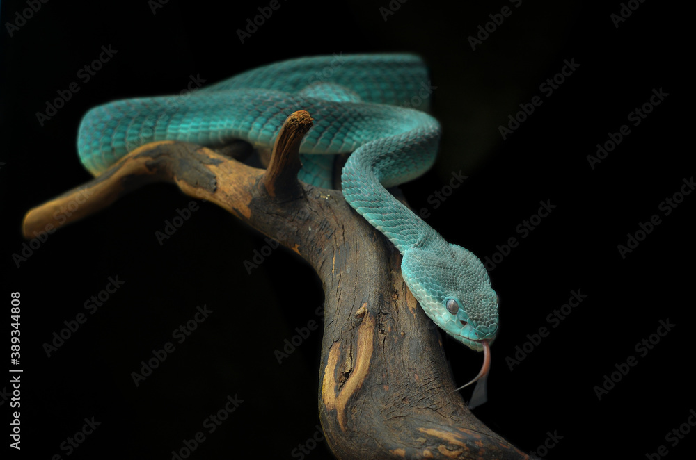 Fototapeta premium frog on a black background