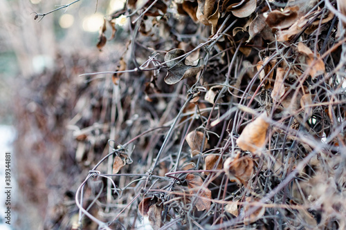 Small twigs and dry chips on a concrete background , lying in a pile under the open sky for a small fire