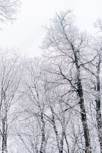 Winter landscape with beautiful trees covered with snow and frost in cloudy weather © ShevarevAlex