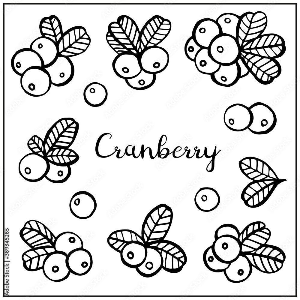 Set with Cranberry, berries, leaves. Graphic hand drawn engraving style. Doodle illustration for packaging, menu cards, posters, prints. Isolated over white background. Set with Cranberry, berries, leaves. Graphic hand drawn engraving style. Doodle illustration for packaging, menu cards, posters, prints. Isolated over white background.