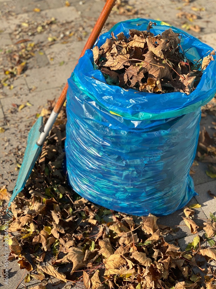 Fototapeta premium Rake autumn leaves together and put them in a garbage bag