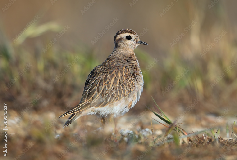 Eurasian Dotterel, Charadrius morinellus Eurasian Dotterel, Charadrius morinellus