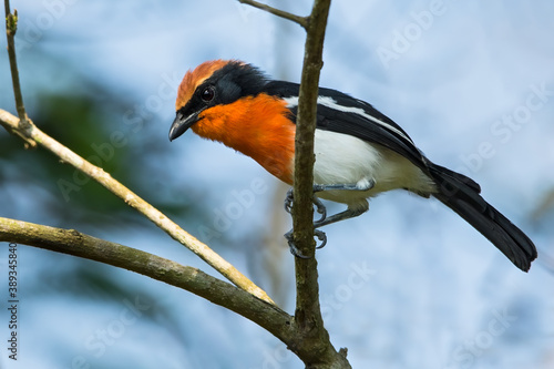 Braun's Bushshrike, Laniarius brauni photo