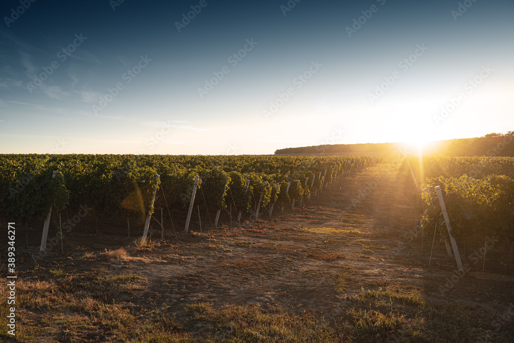 vineyard road in the morning light