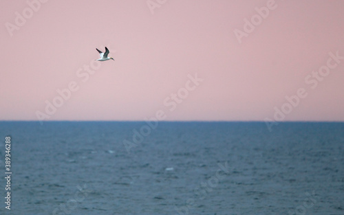 Northern Gannet, Morus bassanus