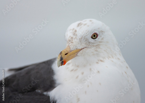 Slaty-backed Gull, Larus schistisagus photo