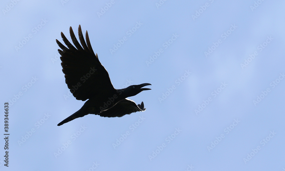 Obraz premium Long-billed Crow, Corvus validus
